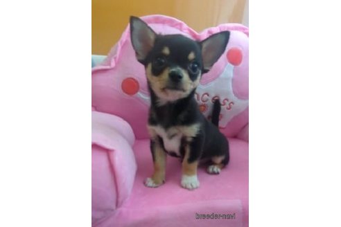 成約済の福岡県のチワワ(スムースコート)-253446の2枚目